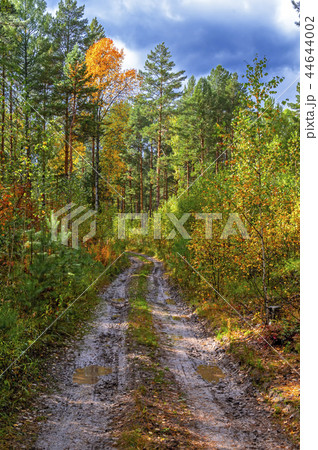 Forest dirt road between among trees.  Forest dirt road between among trees.  44644002
