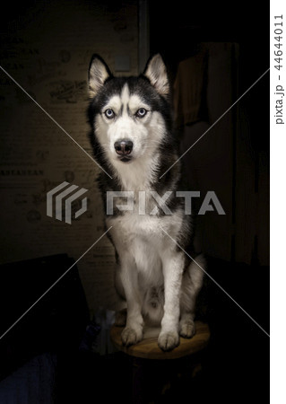 Siberian husky Studio art portrait. Siberian husky Studio art portrait. 44644011