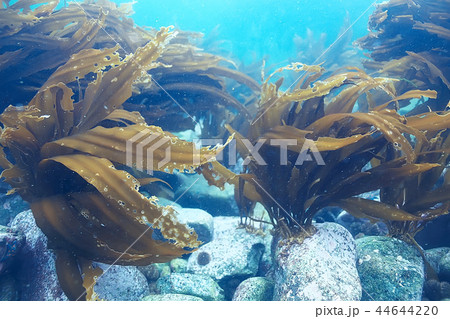 laminaria sea kale underwater photo ocean reef salt water laminaria sea kale underwater photo ocean reef salt water 44644220