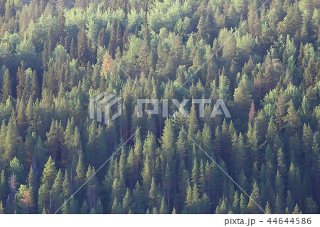 texture coniferous forest top view / landscape green forest, taiga peaks of fir trees texture coniferous forest top view / landscape green forest, taiga peaks of fir trees 44644586