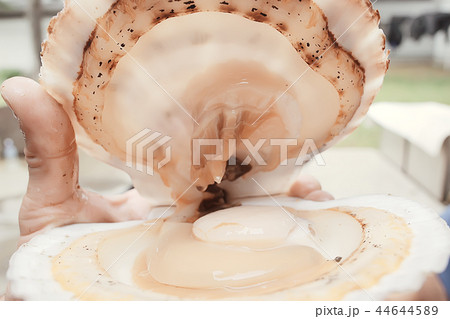 scallop shell sea food 44644589