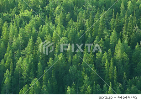 texture coniferous forest top view / landscape green forest, taiga peaks of fir trees texture coniferous forest top view / landscape green forest, taiga peaks of fir trees 44644745