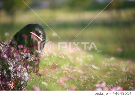 ピンクミュルリ 植物 葦 44645014