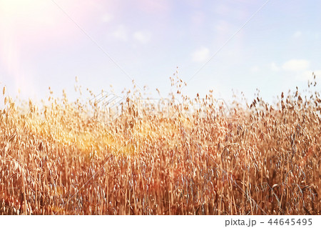 oats in the field yellow background oats in the field yellow background 44645495