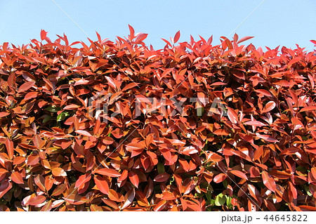 紅要 紅要 44645822