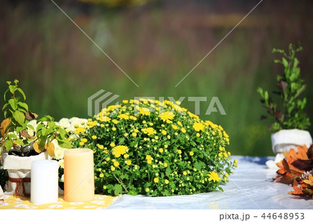 花 菊 創作品 44648953