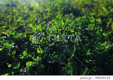 Autumn forest with multicolored foliage 44649528
