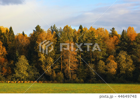 Autumn forest with multicolored foliage 44649748