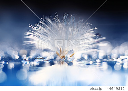 dandelion seeds on a light blue background, lightness, holiday 44649812
