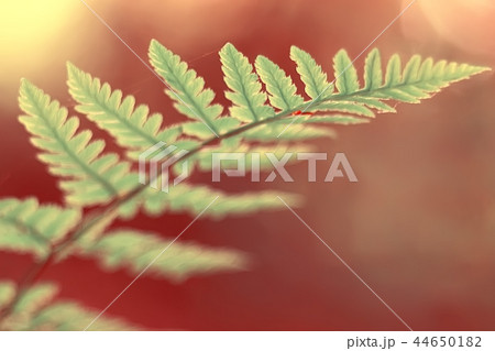 fern spring background / beautiful nature forest park leaves, design background fern wallpaper 44650182