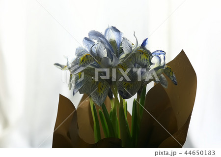 bouquet of spring wild flowers yellow background / crocuses in a beautiful spring bouquet, female gift, background with flowers bouquet of spring wild flowers yellow background / crocuses in a beautiful spring bouquet, female gift, background with flowers 44650183