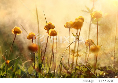 nature background flowers yellow / beautiful spring nature photo, tinted vintage flowers design 44650201