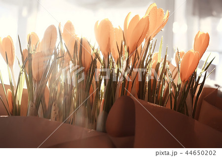 bouquet of spring wild flowers yellow background / crocuses in a beautiful spring bouquet, female gift, background with flowers 44650202