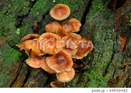 苔むした枯れ木に生えた綺麗なキノコー癒しの森 福島県只見町 苔むした枯れ木に生えた綺麗なキノコー癒しの森 福島県只見町 44650492