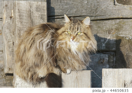 Funny cats sit on the fence 44650635