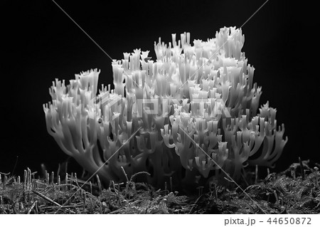coral mushroom / macro mushroom beautiful nature photo forest 44650872