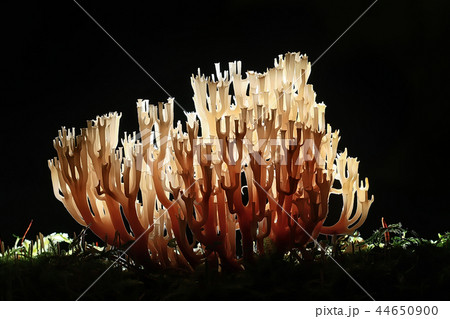 coral mushroom / macro mushroom beautiful nature photo forest coral mushroom / macro mushroom beautiful nature photo forest 44650900