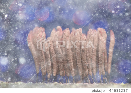 small mushrooms macro / nature forest, strong increase in poisonous mushrooms mold small mushrooms macro / nature forest, strong increase in poisonous mushrooms mold 44651257