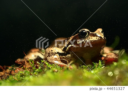 frog / nature background animal, frog sits on green moss, in nature, concept ecology frog / nature background animal, frog sits on green moss, in nature, concept ecology 44651327