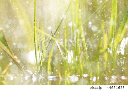 Green background bokeh blurred glare rain Green background bokeh blurred glare rain 44651623