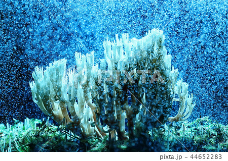 coral mushroom / macro mushroom beautiful nature photo forest coral mushroom / macro mushroom beautiful nature photo forest 44652283