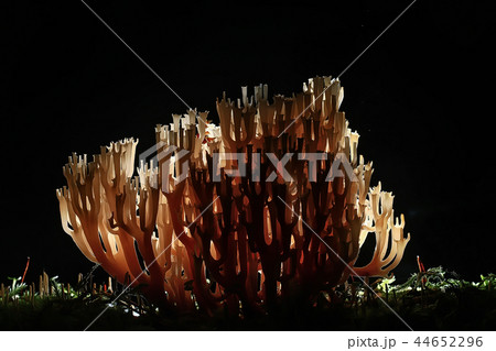 coral mushroom / macro mushroom beautiful nature photo forest coral mushroom / macro mushroom beautiful nature photo forest 44652296
