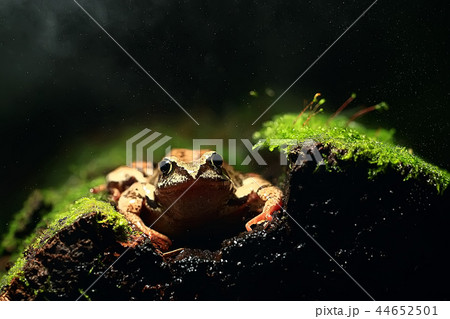 frog / nature background animal, frog sits on green moss, in nature, concept ecology 44652501