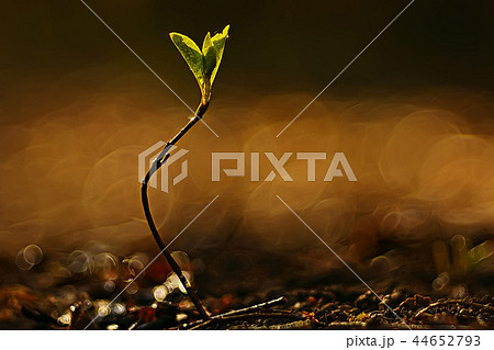 spring greens background, abstract blurred nature beautiful pictures, green shoots spring greens background, abstract blurred nature beautiful pictures, green shoots 44652793