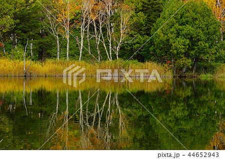 （長野県）志賀高原・木戸池の紅葉 44652943