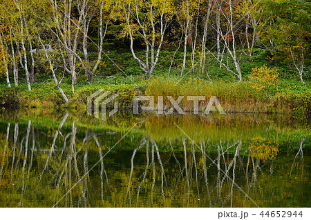 （長野県）志賀高原・木戸池の紅葉 44652944