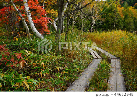 （長野県）志賀高原・木戸池の紅葉 44652949