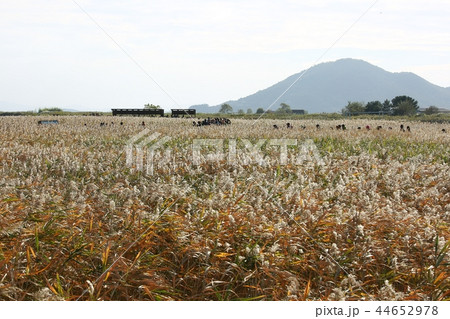 美しさ 風景 秋 44652978