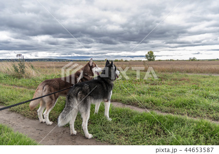 Two husky dogs on a leash stand Two husky dogs on a leash stand 44653587