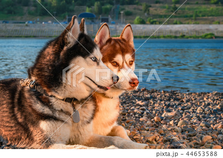 Portrait cute dogs on the summer beach background. Portrait cute dogs on the summer beach background. 44653588