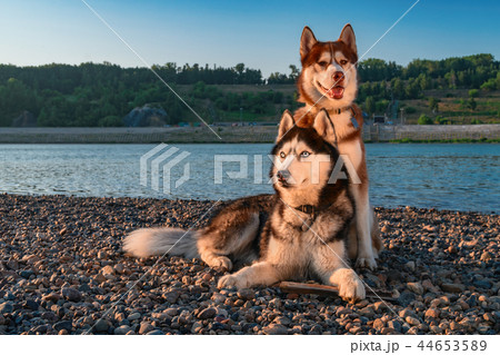 Two siberian husky dogs side by side on the shore. Two siberian husky dogs side by side on the shore. 44653589