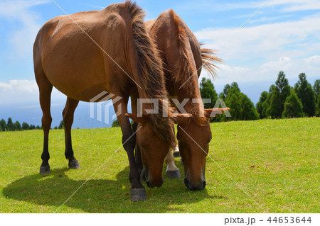 都井岬の野生馬 44653644