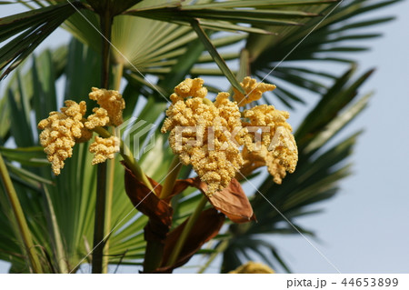 トウジュロ トウジュロ 44653899