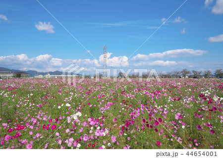 コスモス畑 コスモス畑 44654001
