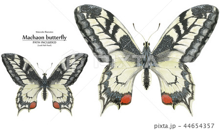 Watercolor illustration Two Machaon Butterflies 44654357