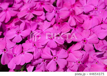 芝桜の花 44654375