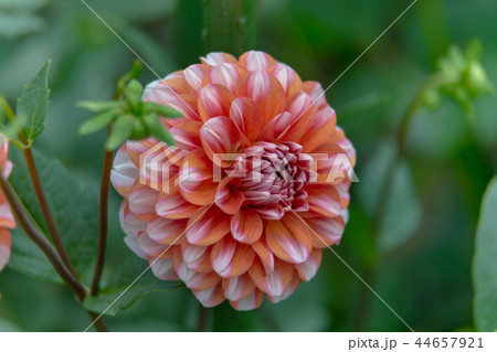 ダリア　(10月　秋) 44657921