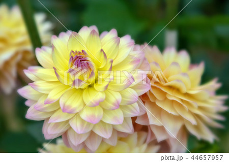 ダリア　(10月　秋) 44657957