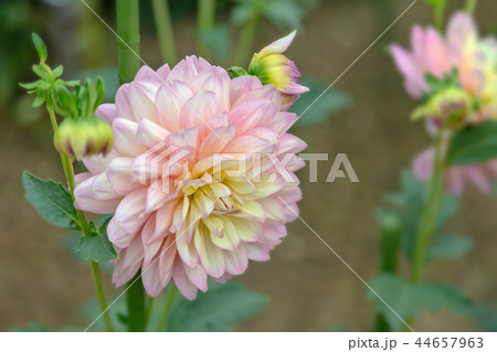 ダリア　(10月　秋) 44657963