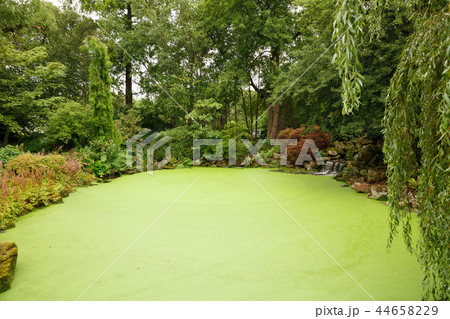 Japanese garden Japanese garden 44658229