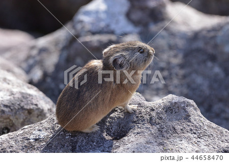 然別湖の「ナキウサギ」 然別湖の「ナキウサギ」 44658470