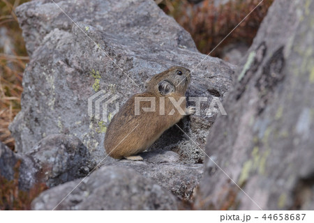 ナキウサギ ナキウサギ 44658687