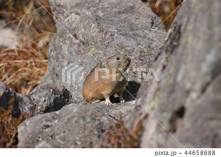 ナキウサギ 44658688