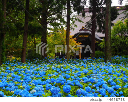 男鹿のあじさい 44658758