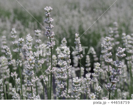 美郷雪華 44658759