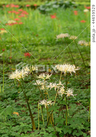 シロバナマンジュシャゲの写真素材